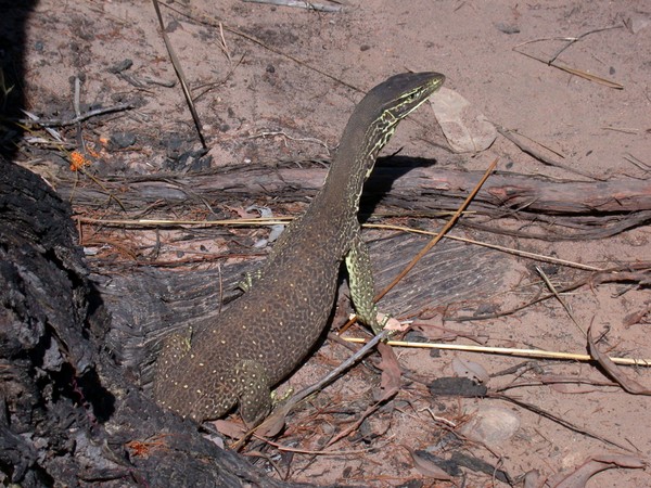 Goanna